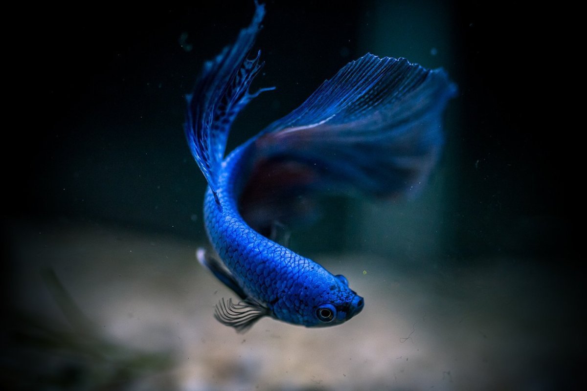 Рыбка хирург голубая дори