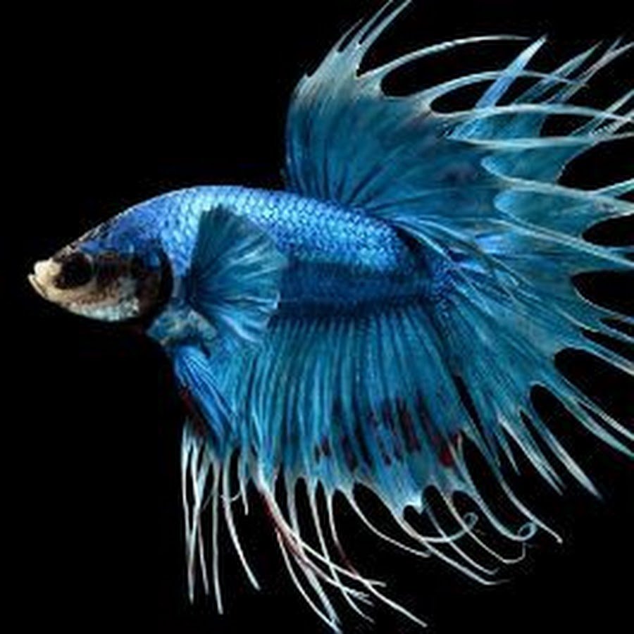 Рыбка петушок полумесяц