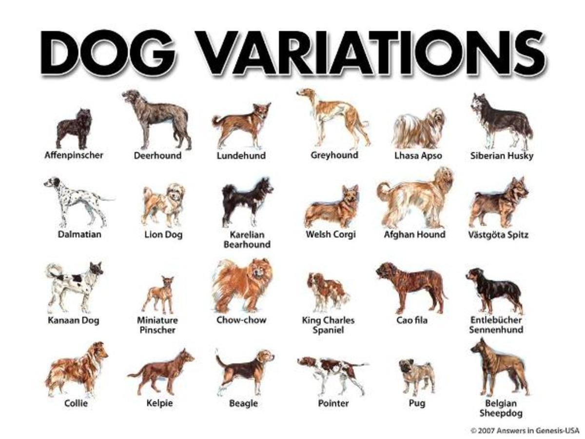Породы на букву е. Название собак. Породы собак и их названия. Породы собак с фотографиями и названиями. Породы средних собак.