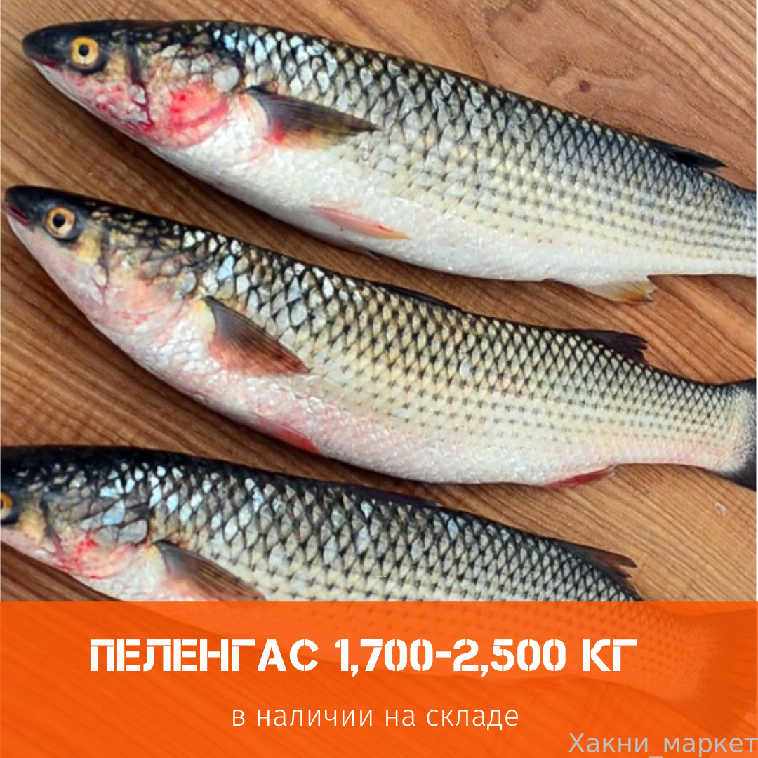 Пеленгас рыба