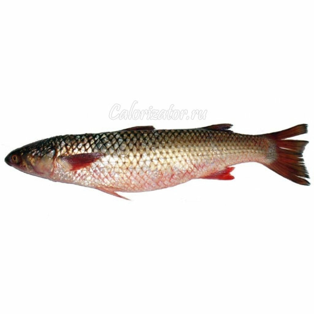 Рыба семейства кефалевых пеленгас