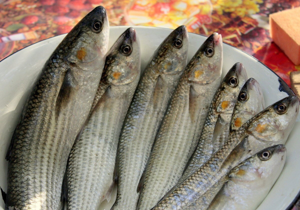 Черноморская рыба кефаль