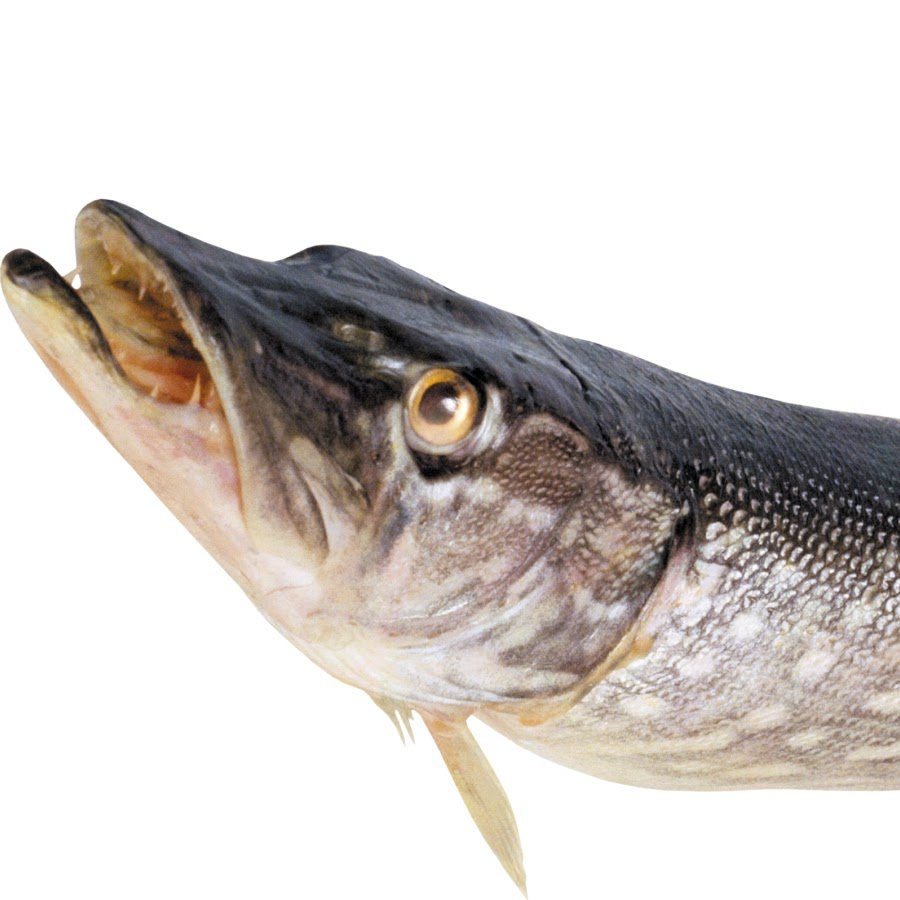 Щука без фона