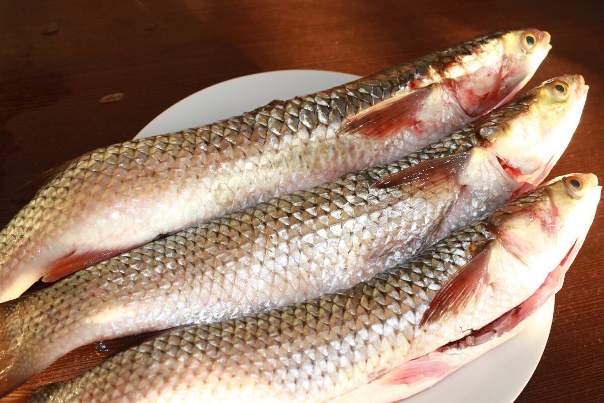 Черноморская рыба пеленгас