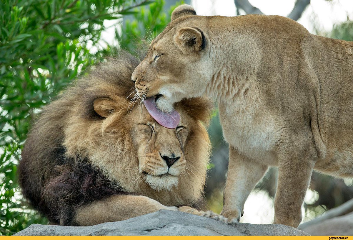 Поцелуй Льва