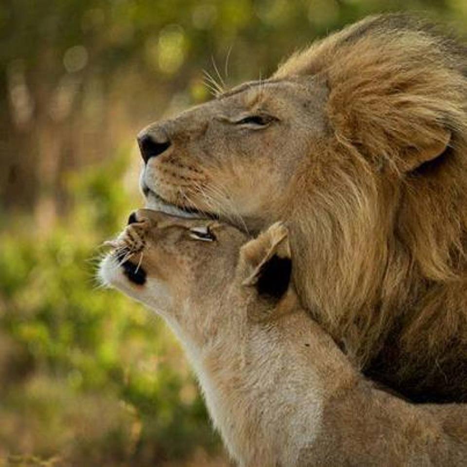 Нежность животных