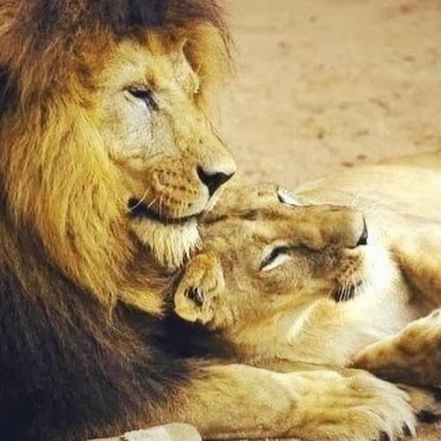 Мой любимый Лев