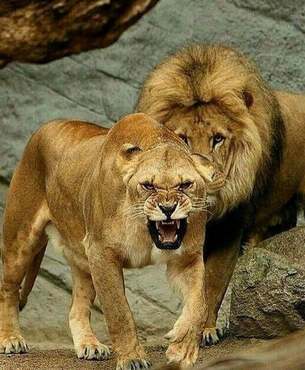 Лев и львица