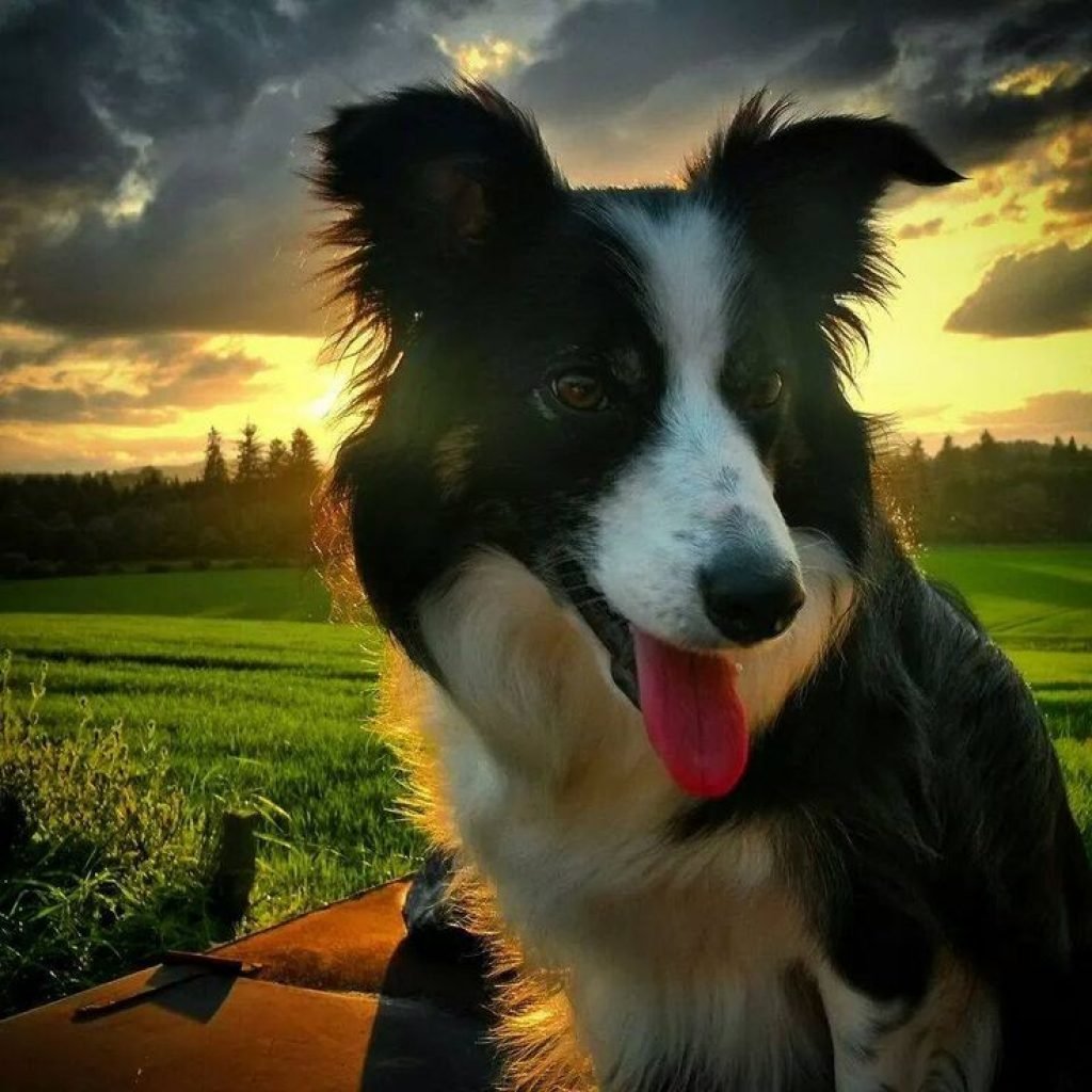 Бордер колли осень