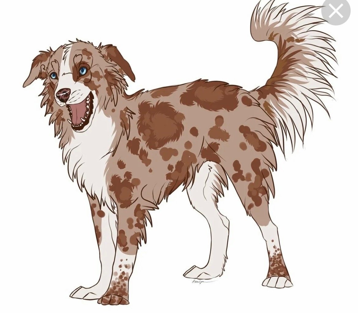 Бордер колли и волк