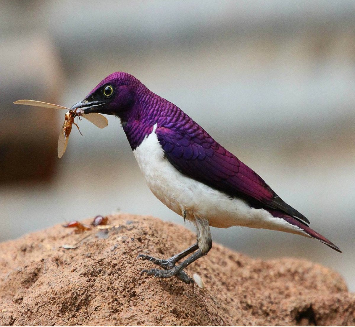 Розовый ара