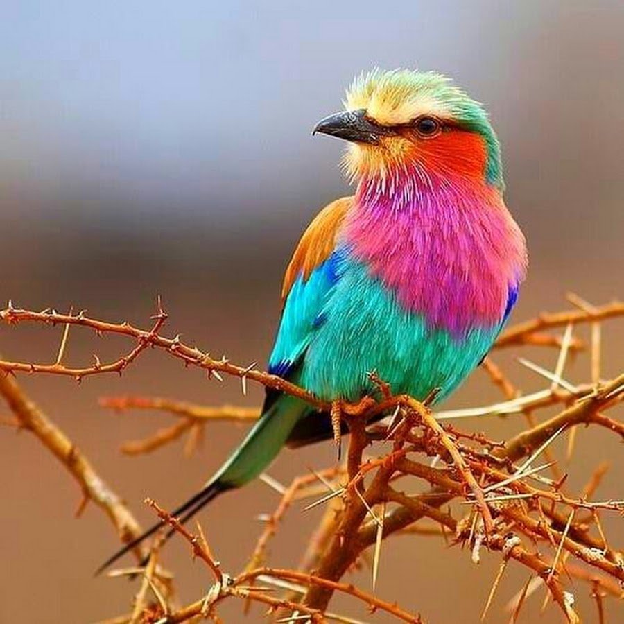 Обыкновенный Павлин Черноплечий