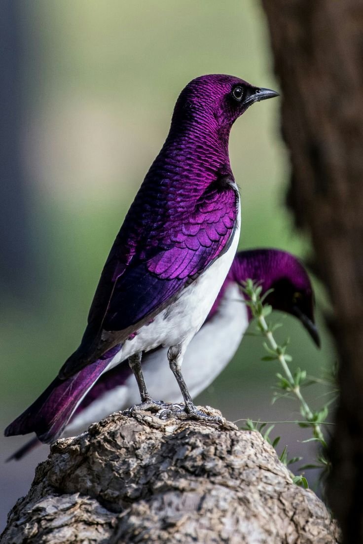 Суракаф птица