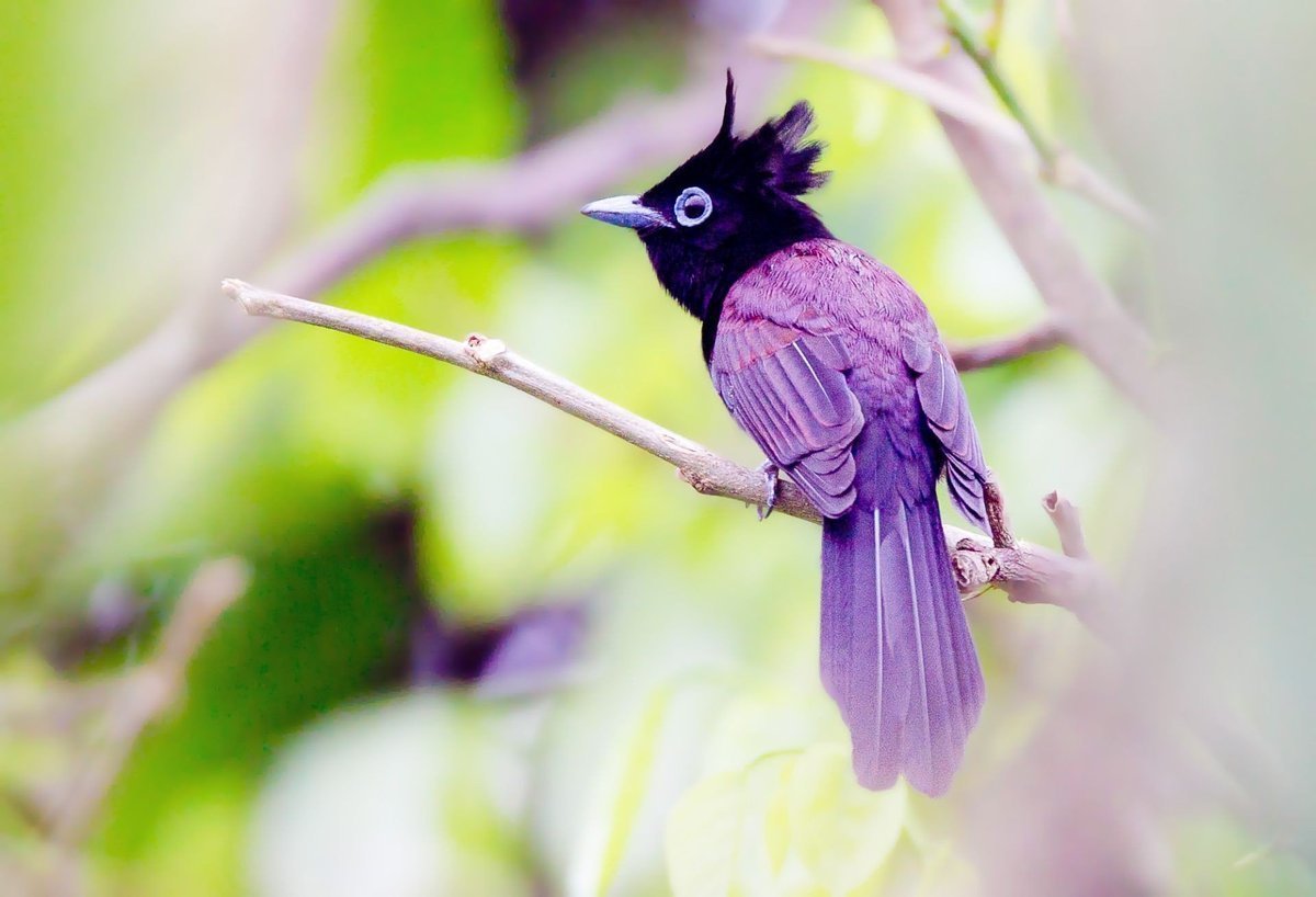Лиловая птица