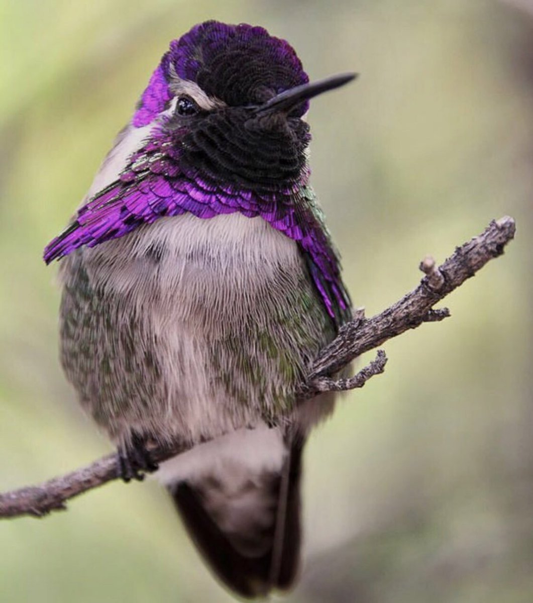Аметистовый скворец