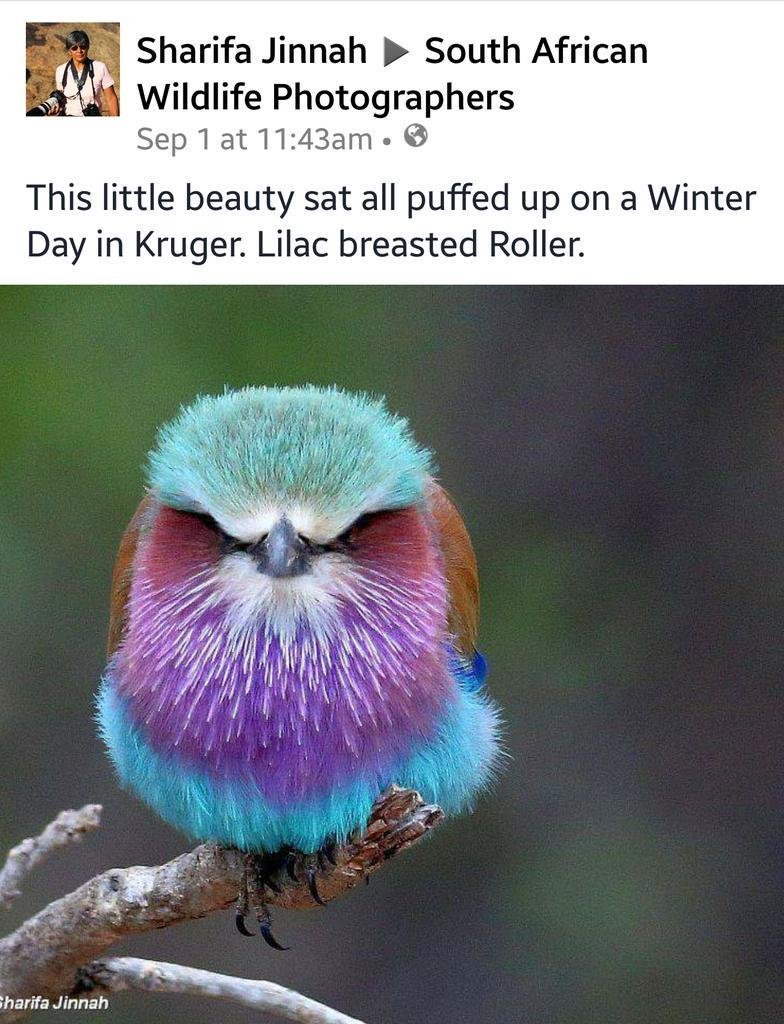 Сириновогрудая Сизорка