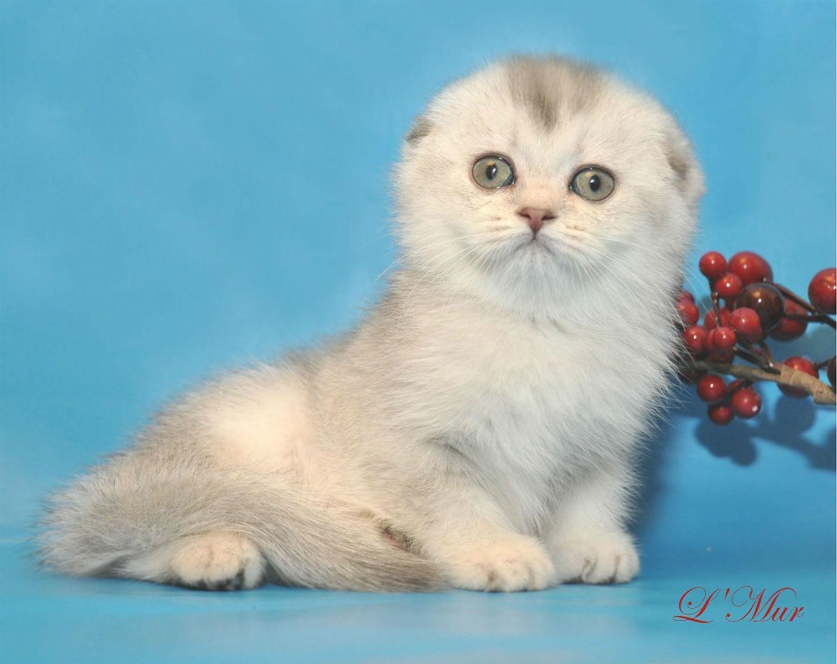 Шотландская вислоухая шиншилла