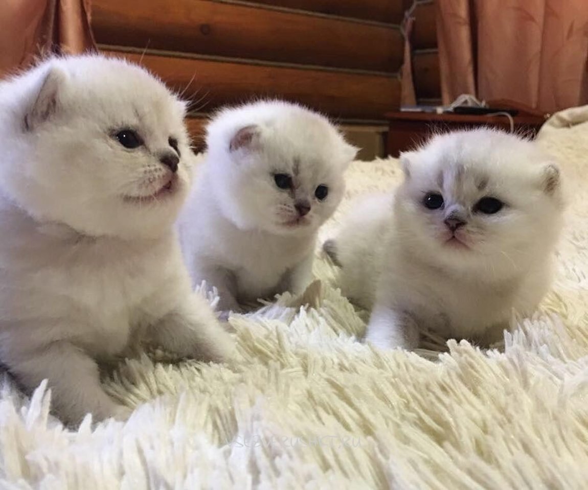 Шотландские котята серебристая шиншилла