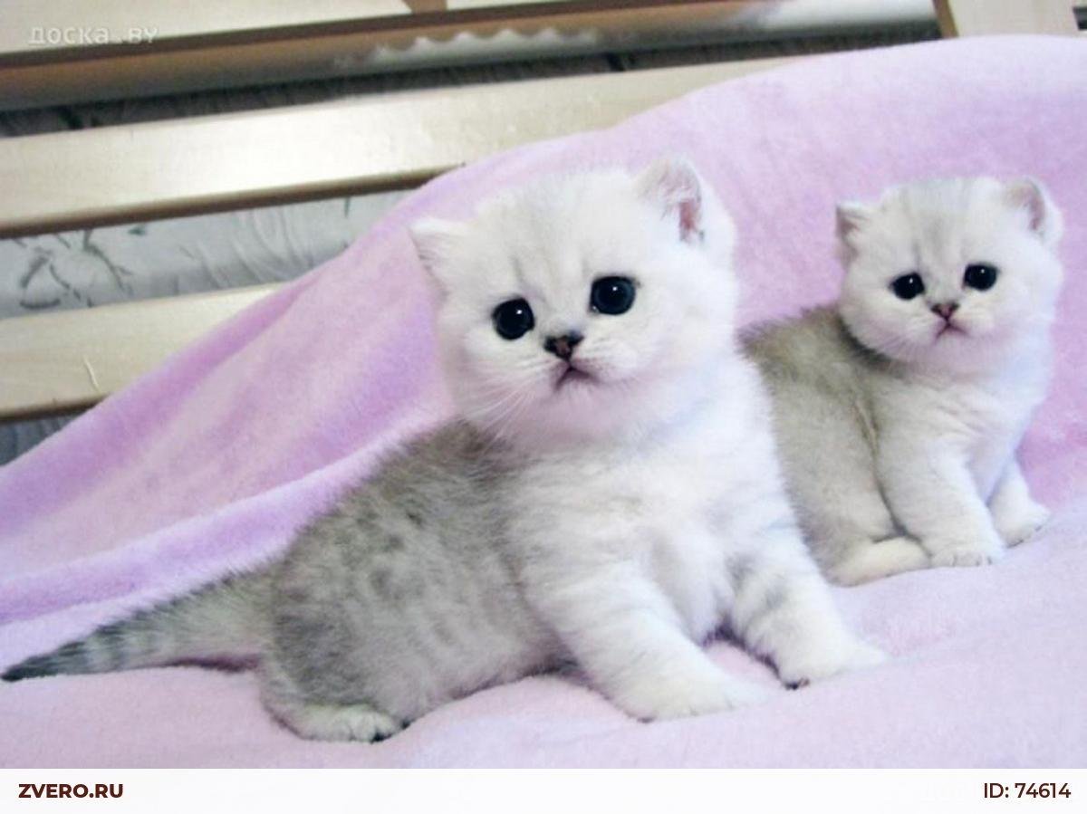 Британская шиншилла вискас