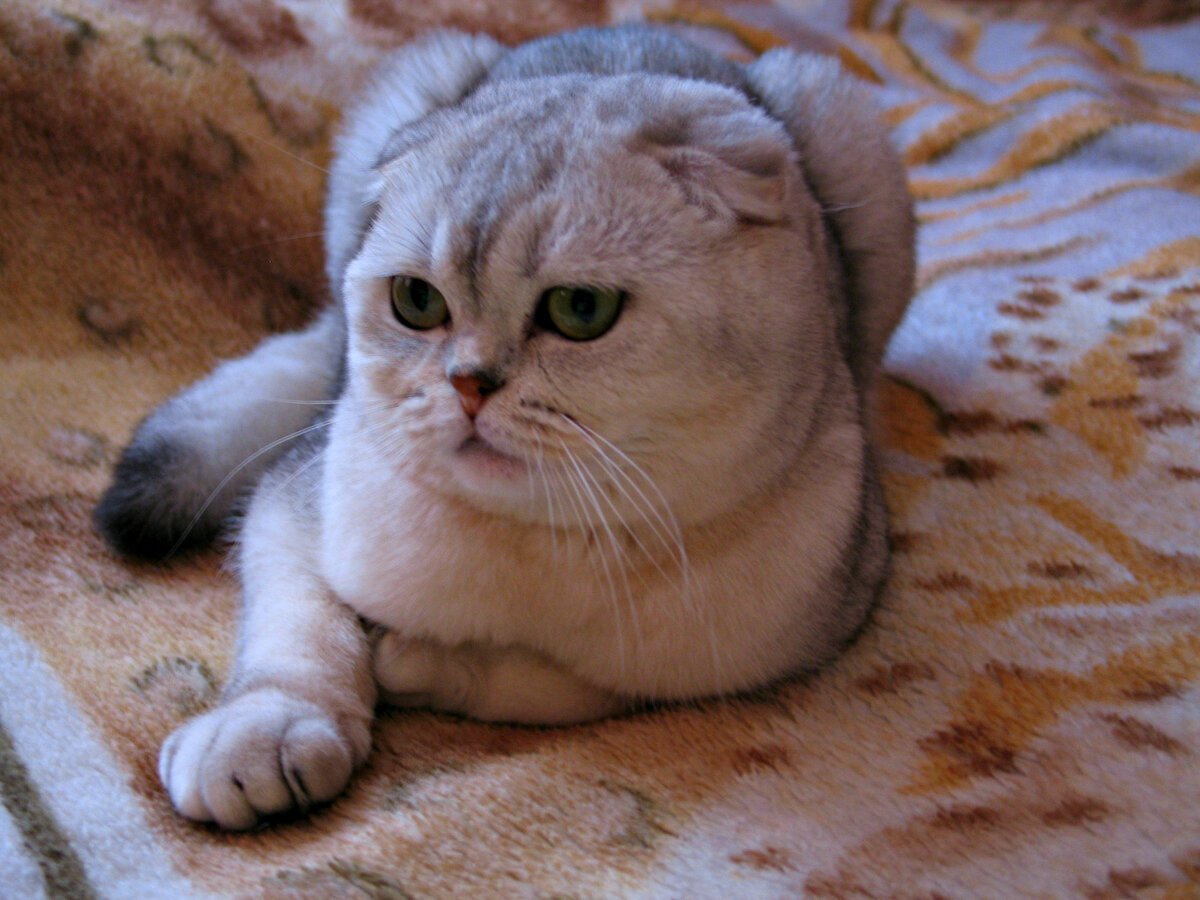 Шотландская вислоухая кошка шиншилла