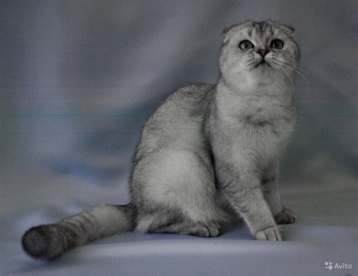 Шотландская вислоухая окрас шиншилла