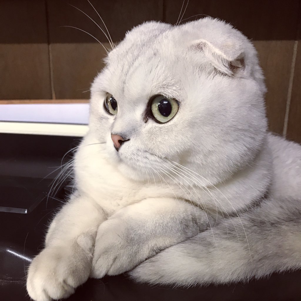 Вислоухий шотландец белый