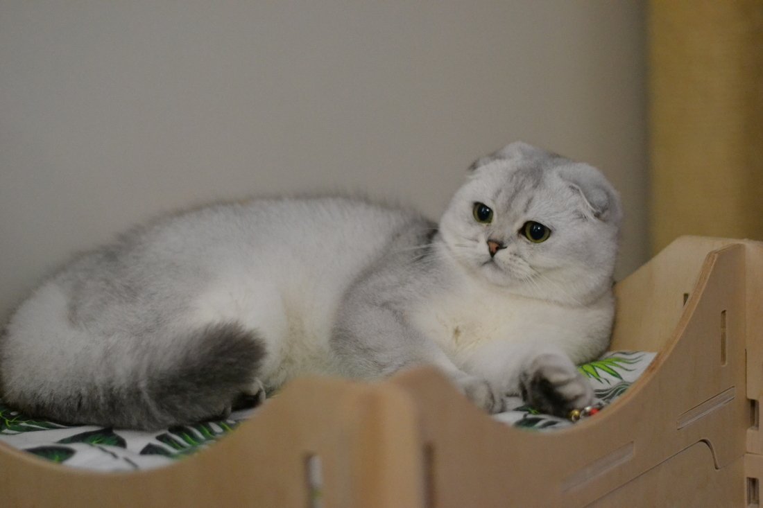 Скоттиш фолд серебристый затушеванный