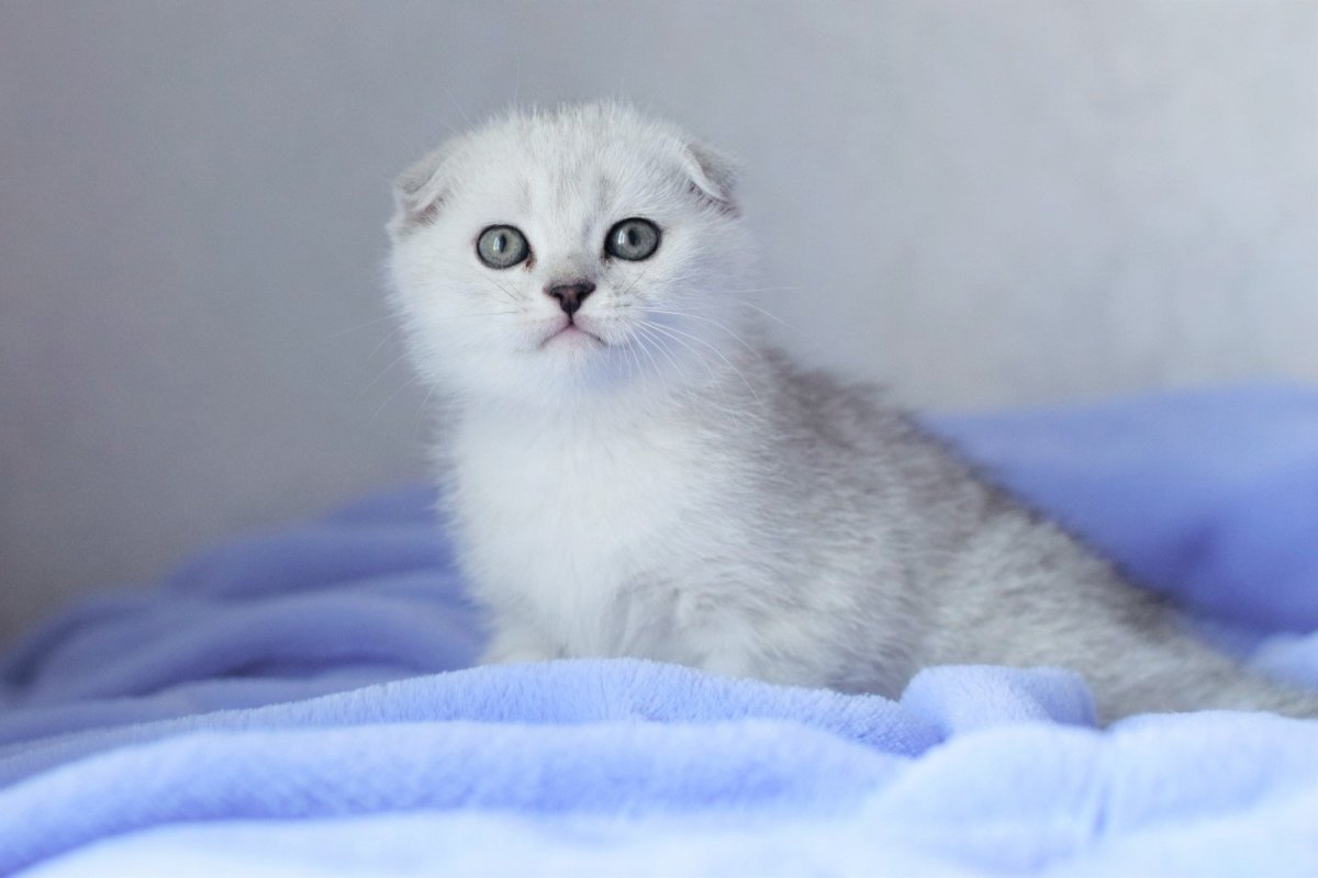 Шотландская вислоухая ns11