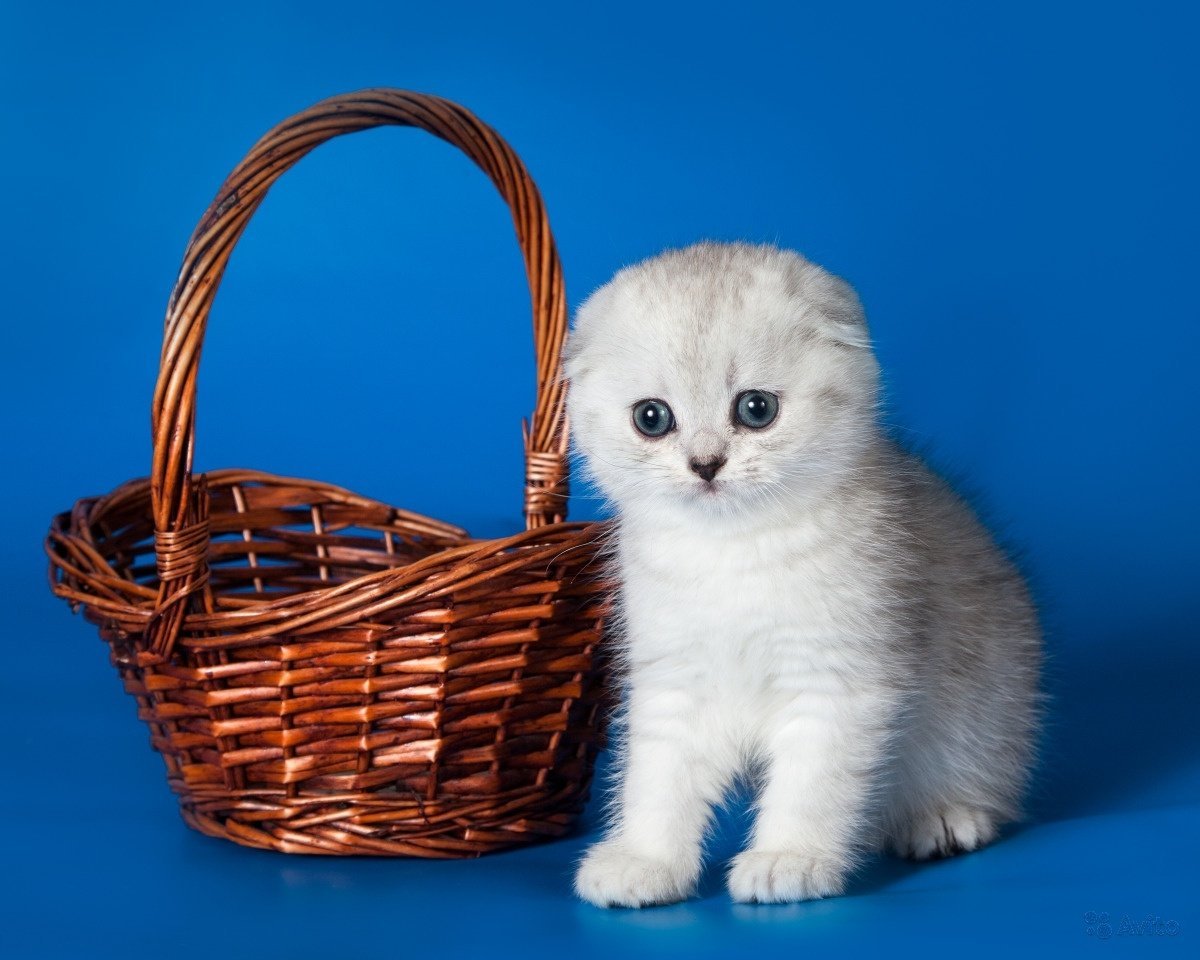 Скоттиш фолд 25