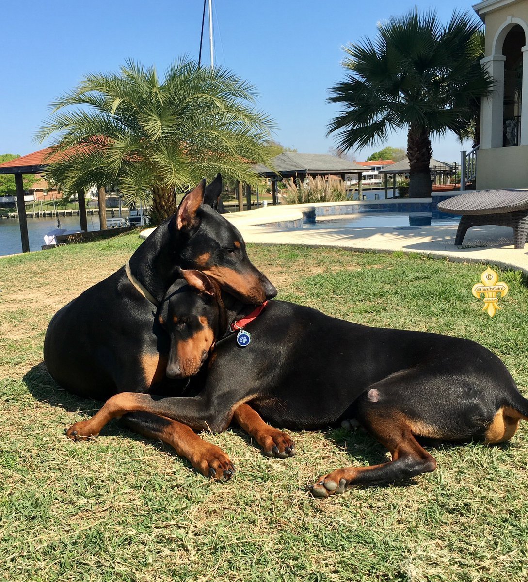 Ротвейлер и Доберман