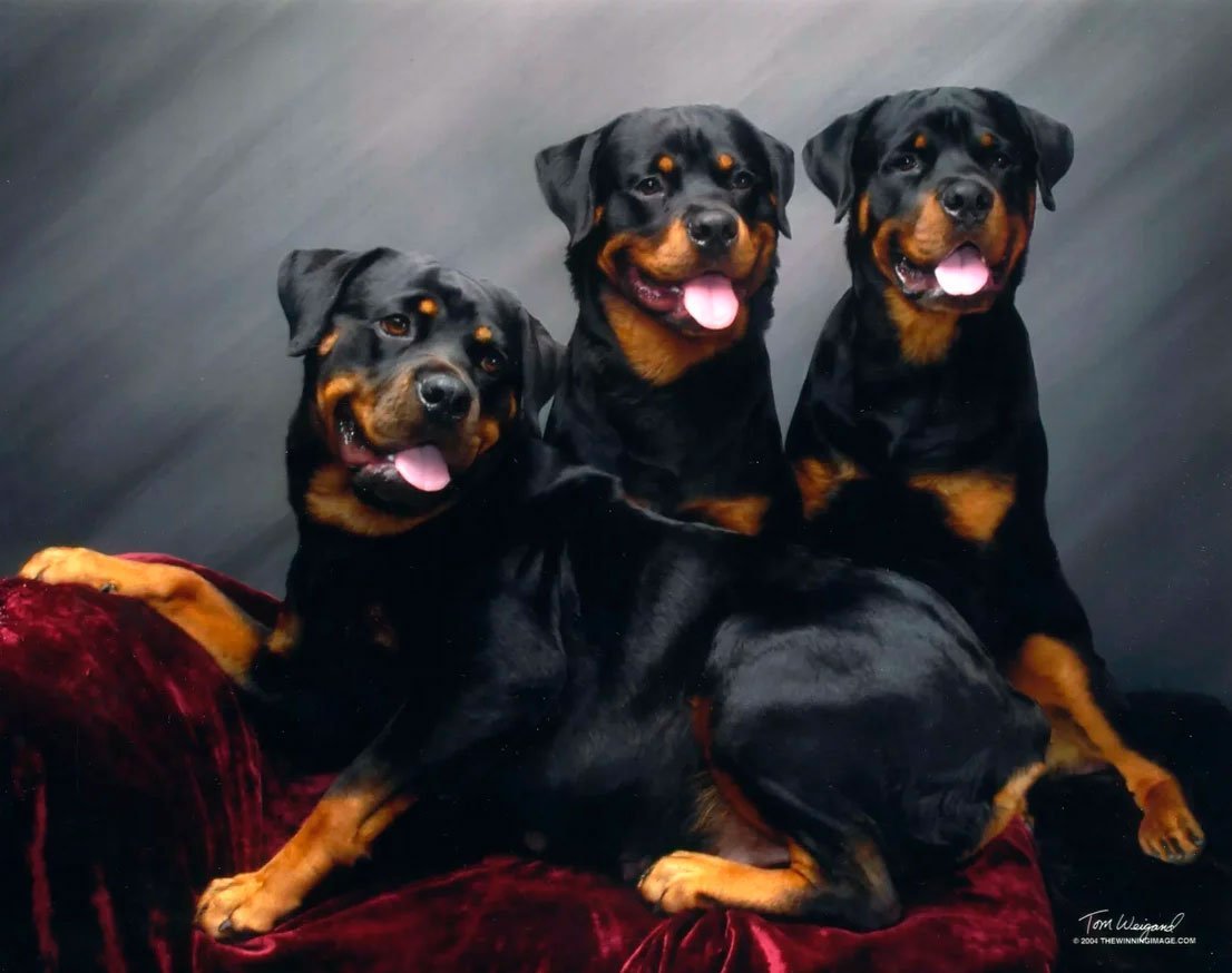 Ротвейлер и Доберман