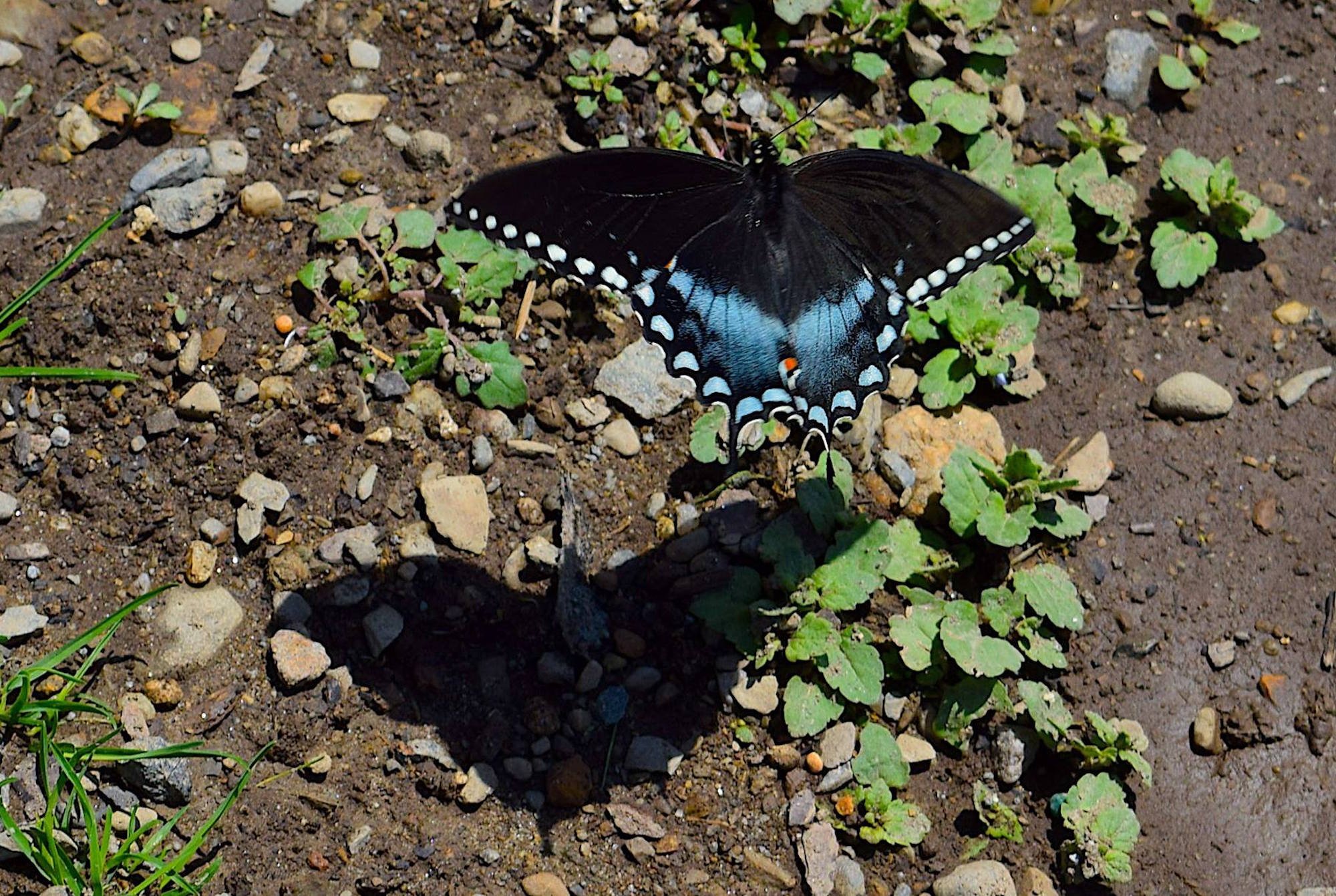 Сохранение темных бабочек в результате. Бабочка черная. Бабочка черная с белыми пятнами. Бабочка черная с синими пятнами. Черная бабочка с голубыми пятнами.