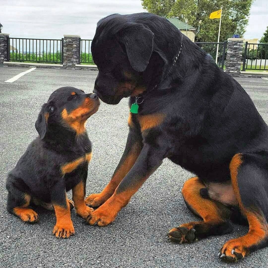 Собаки Доберман и ротвейлер