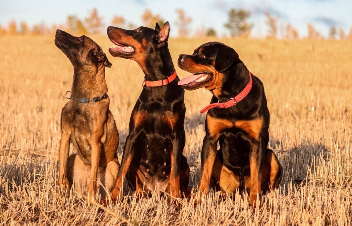 Доберман ротвейлер и овчарка