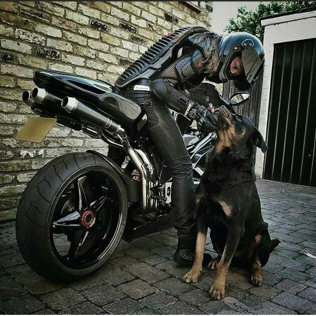 Доберман и Гелендваген