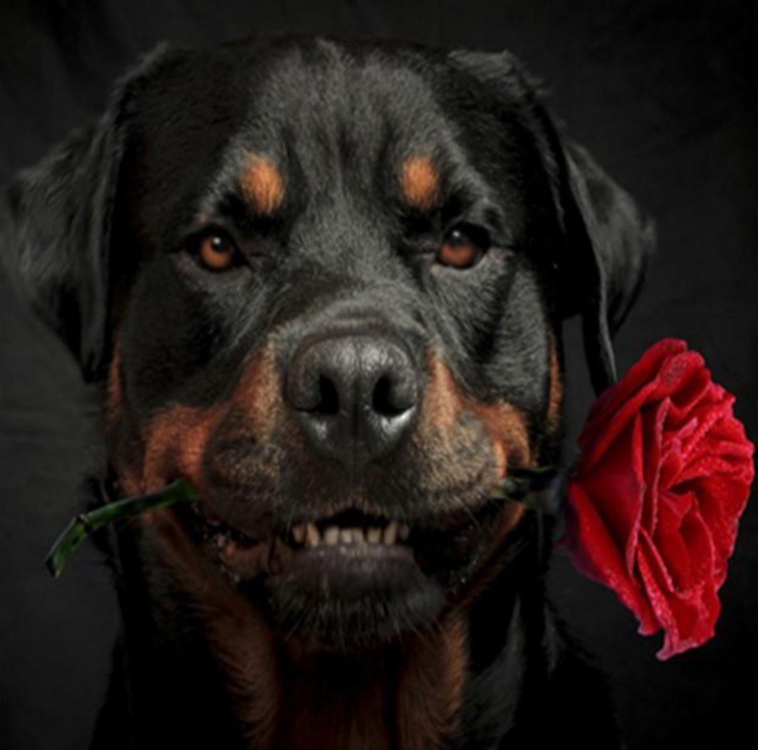 Ротвейлер собака злой