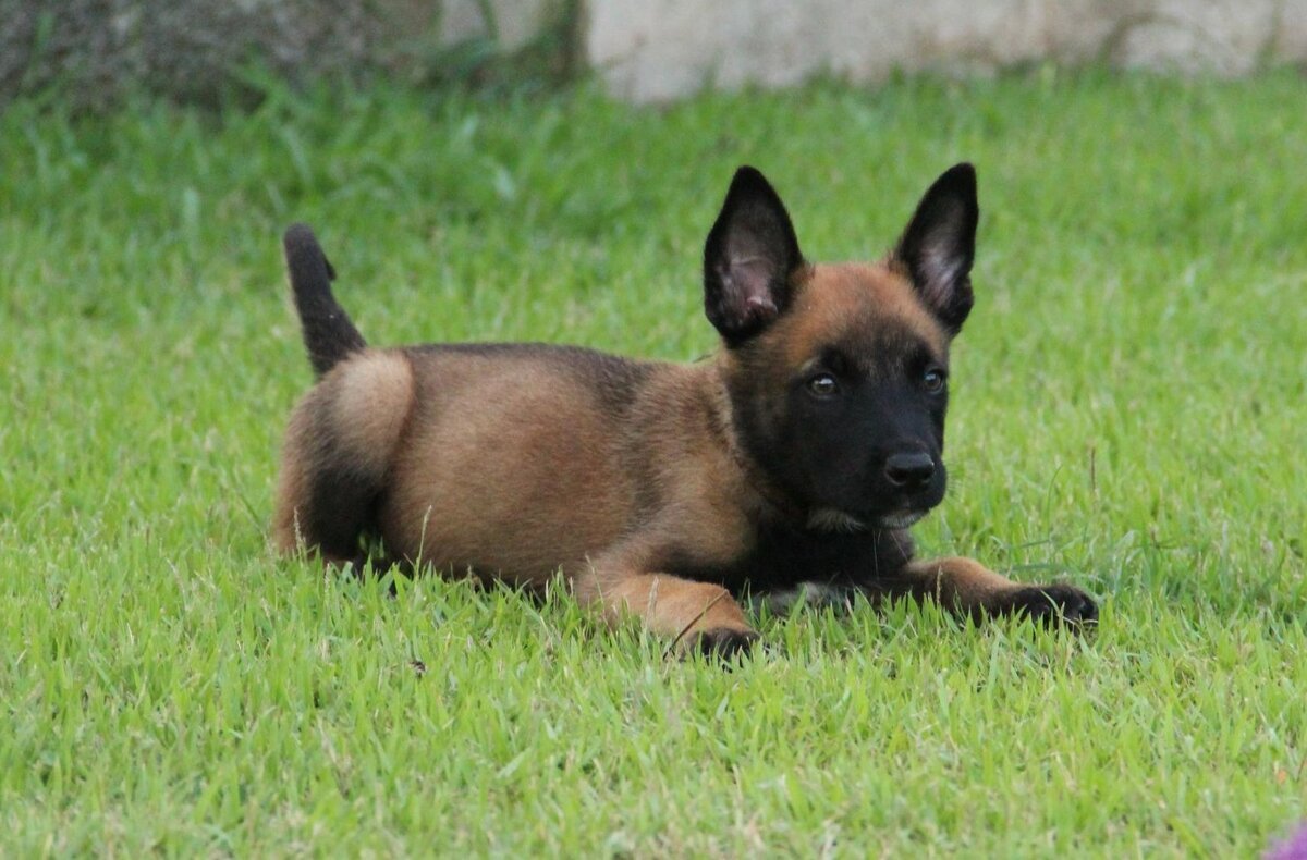 Бельгийский малинуа Лулу