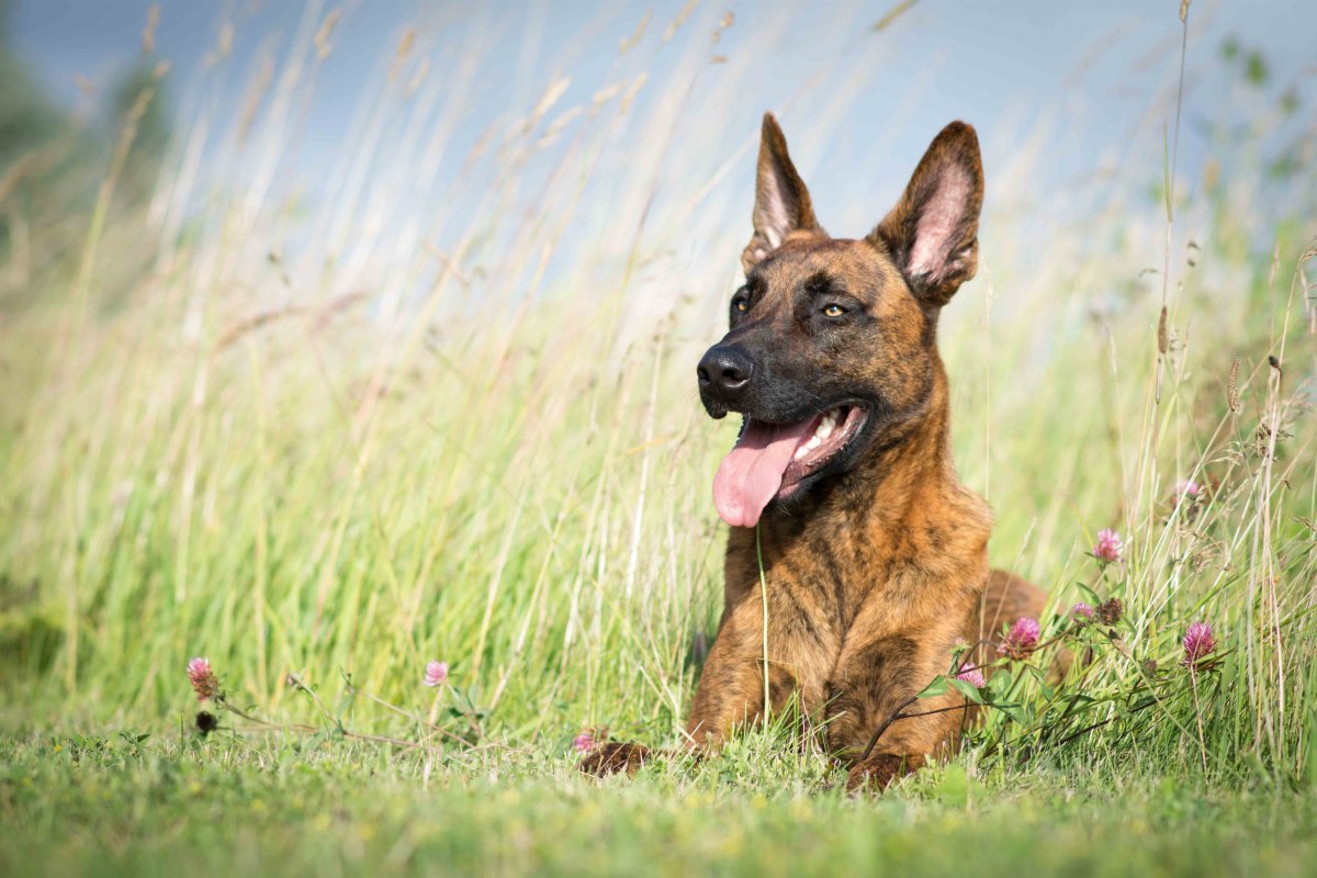 Dutch Shepherd