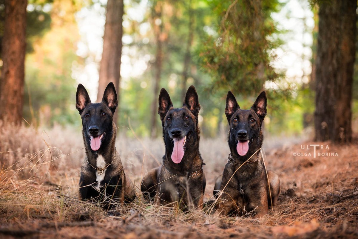 Бельгийская овчарка малинуа в прыжке