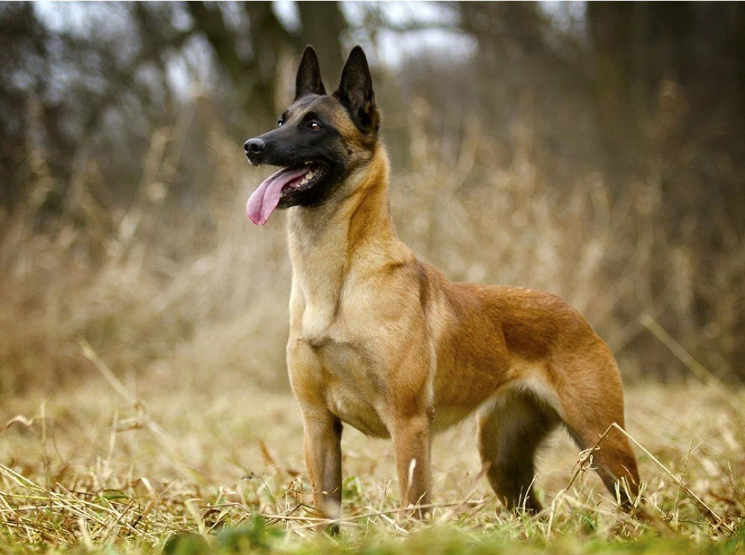 Бельгийская овчарка мал