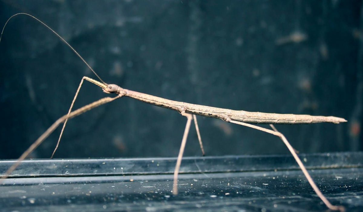 Гигантский австралийский палочник