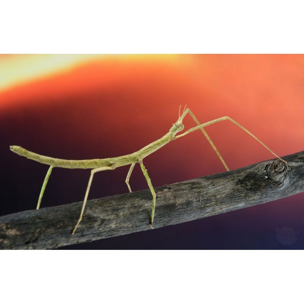 Палочник Орхидея