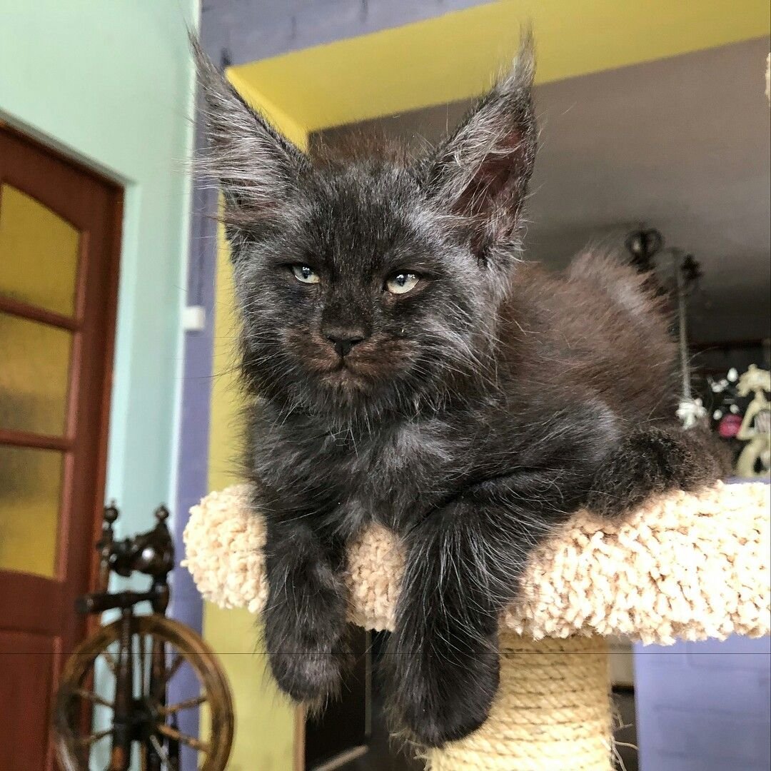 Мейн кун Валькирия