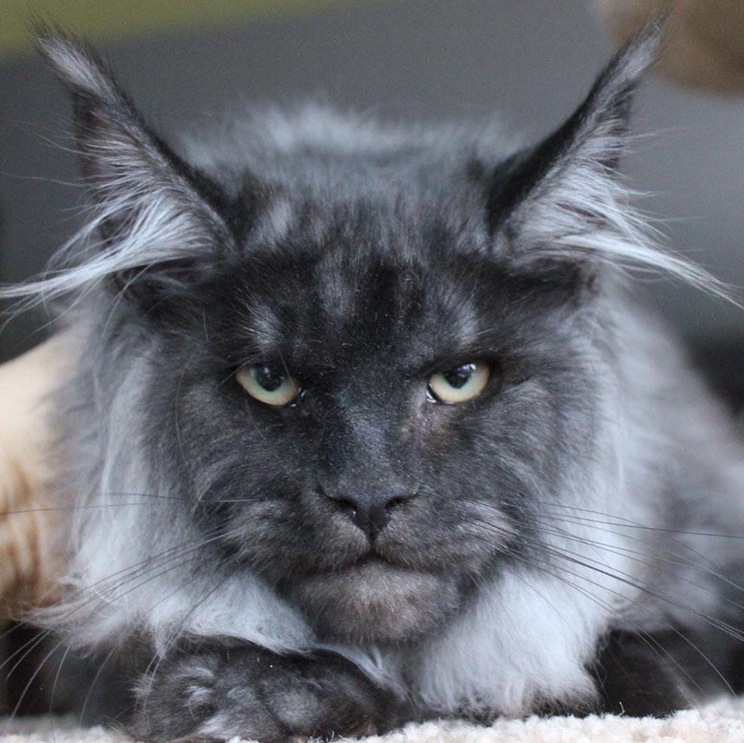 Порода Мейн кун Валькирия