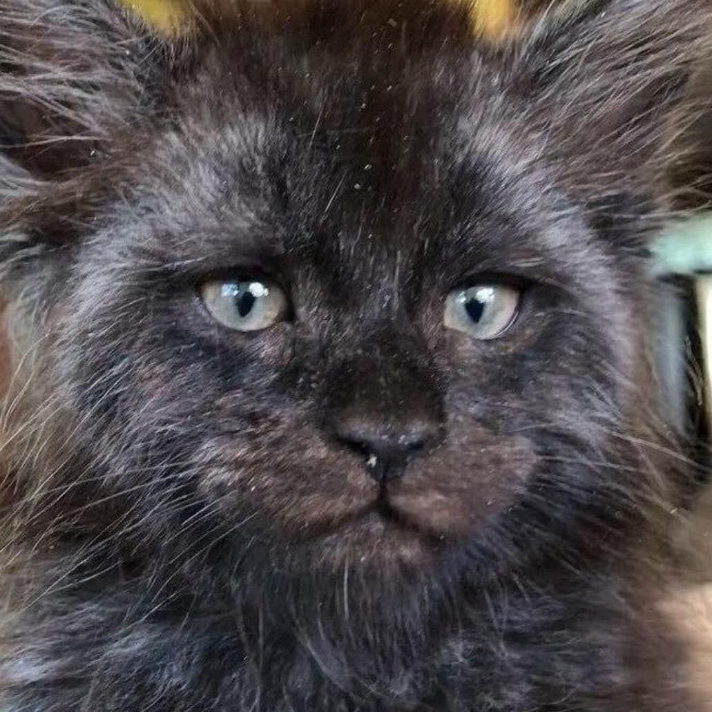 Котенок Мейн кун Валькирия