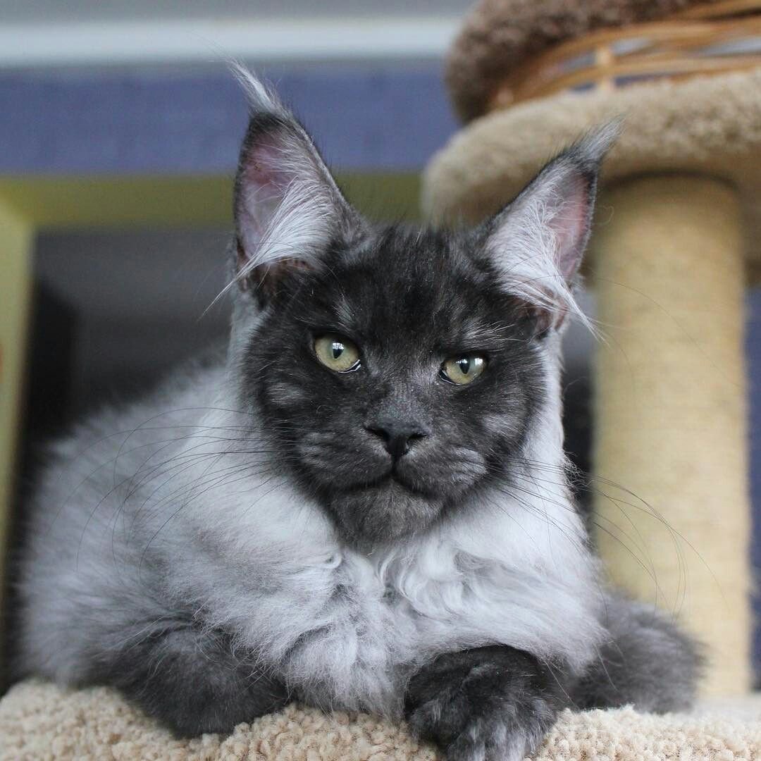 Кошка Валькирия