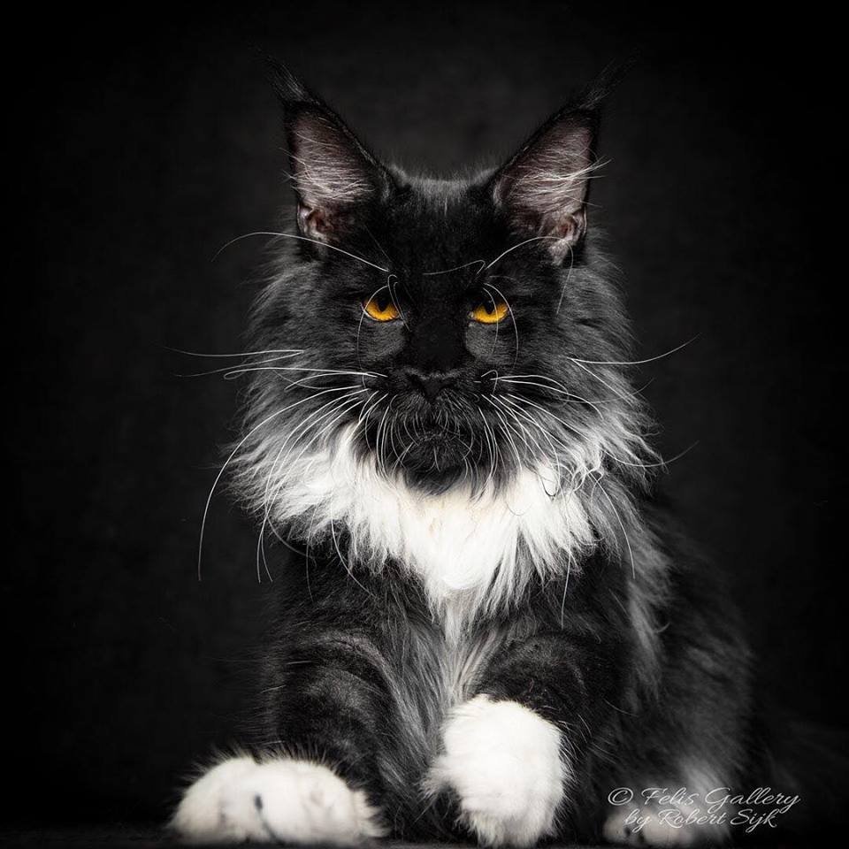 Красивая девушка с кошкой