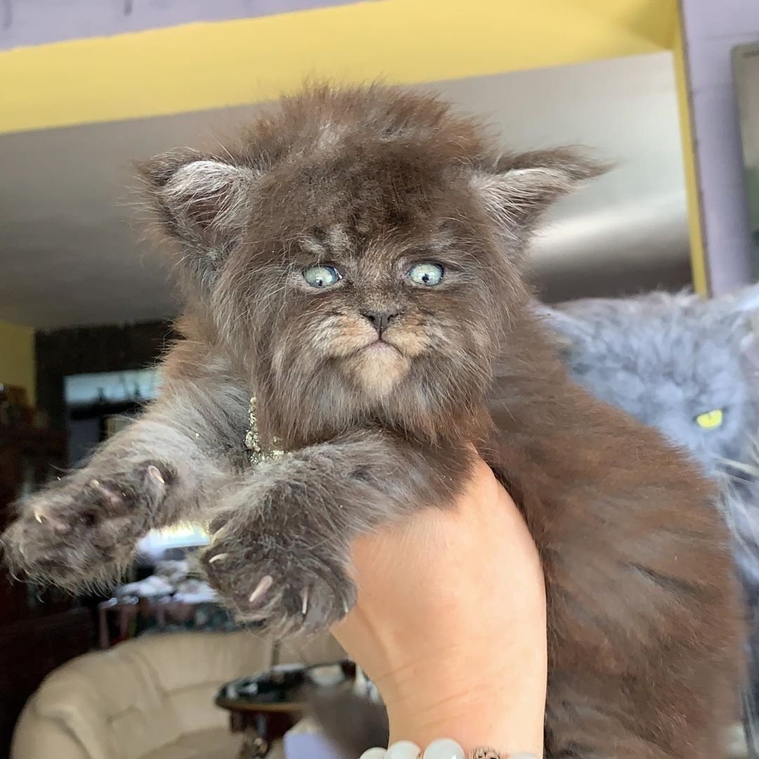 Порода Мейн кун Валькирия