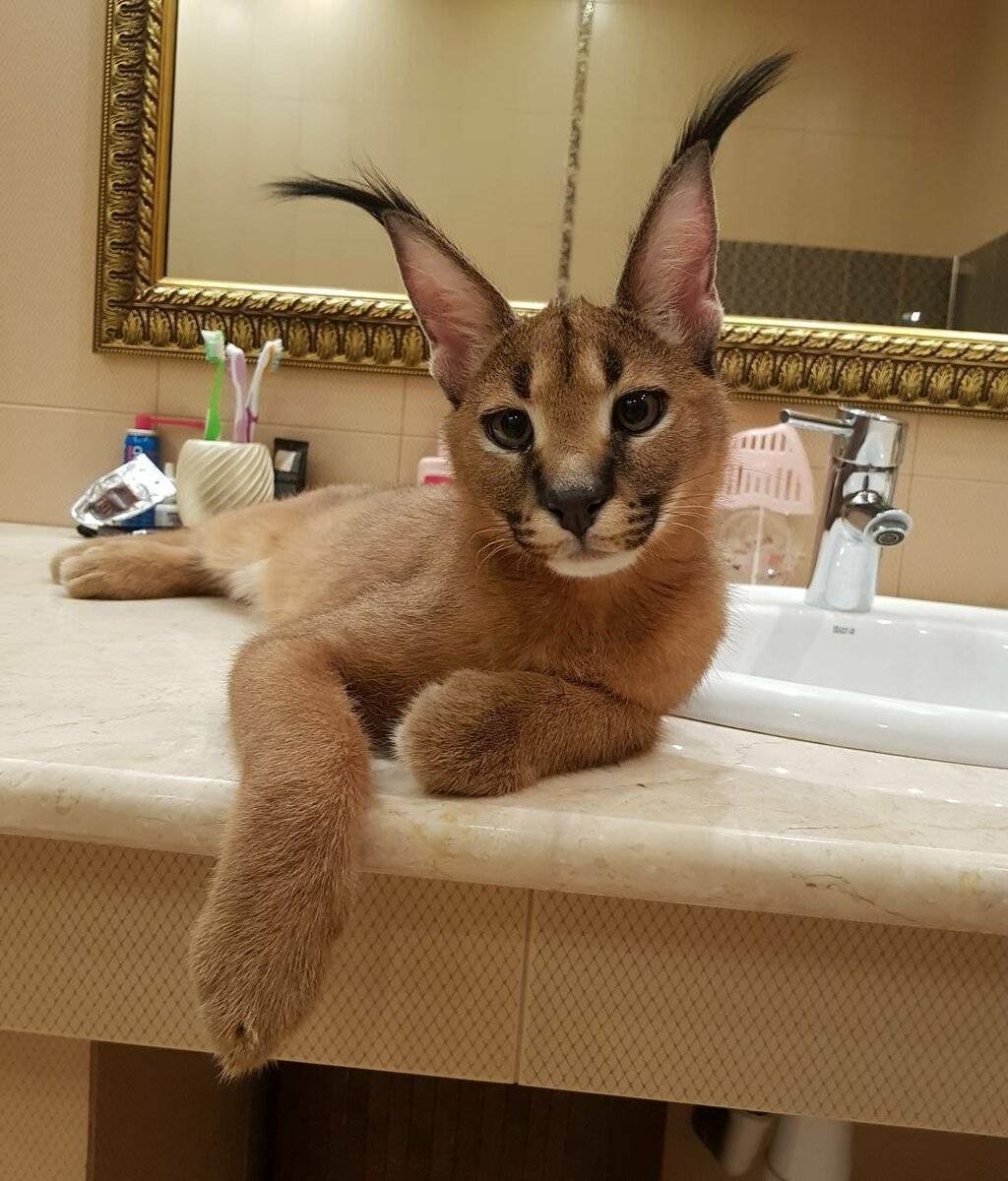 Кот по знаку зодиака