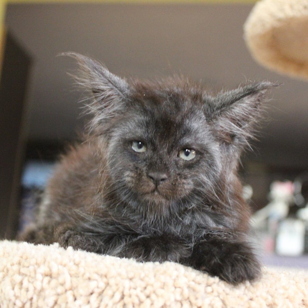 Котята оборотни Мейн кун